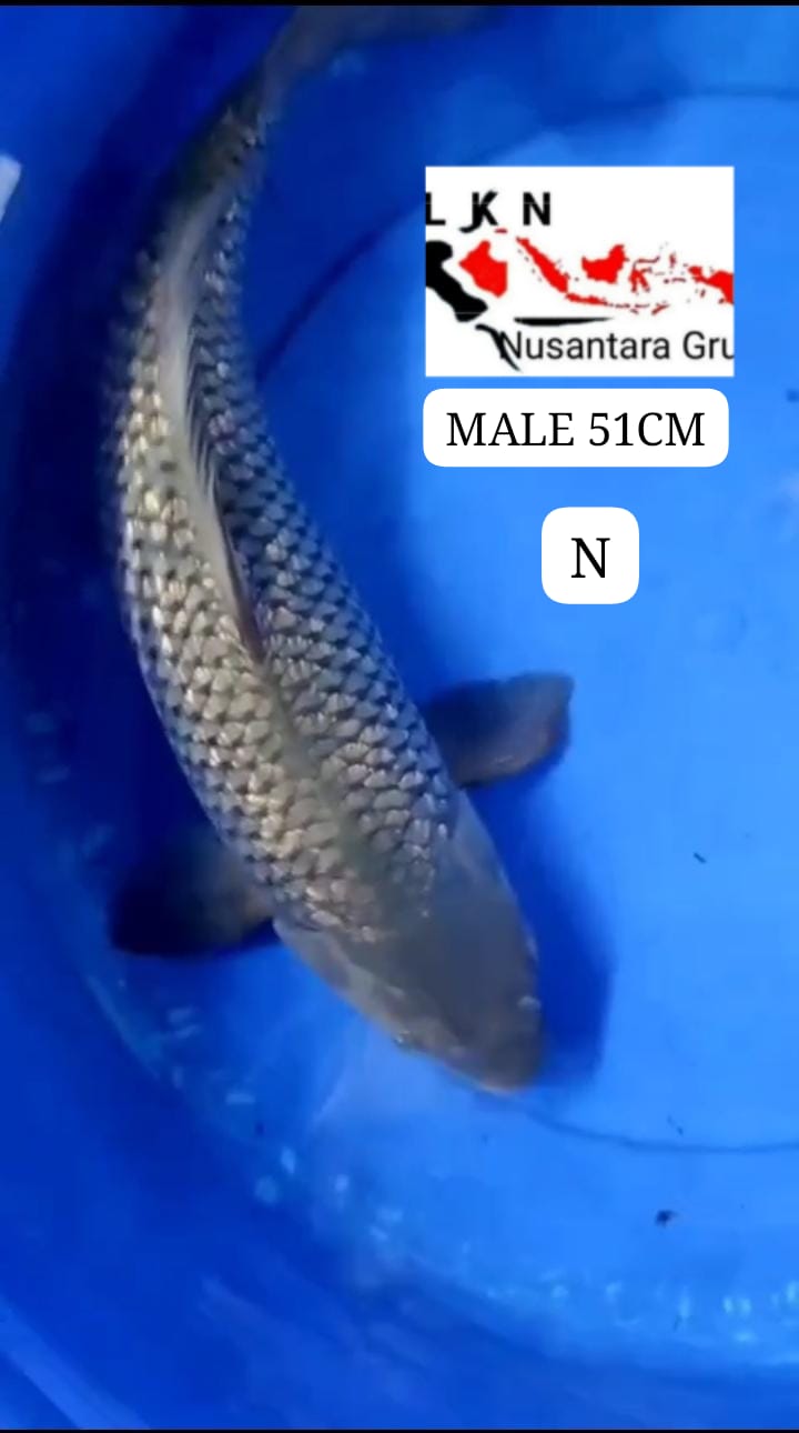 SUPER SORAGOI JUMBO MALE CALON KOLEKSI KOLAM SULTAN IKAN TITIPAN IKAN DI LOKASI BLITAR 51cm