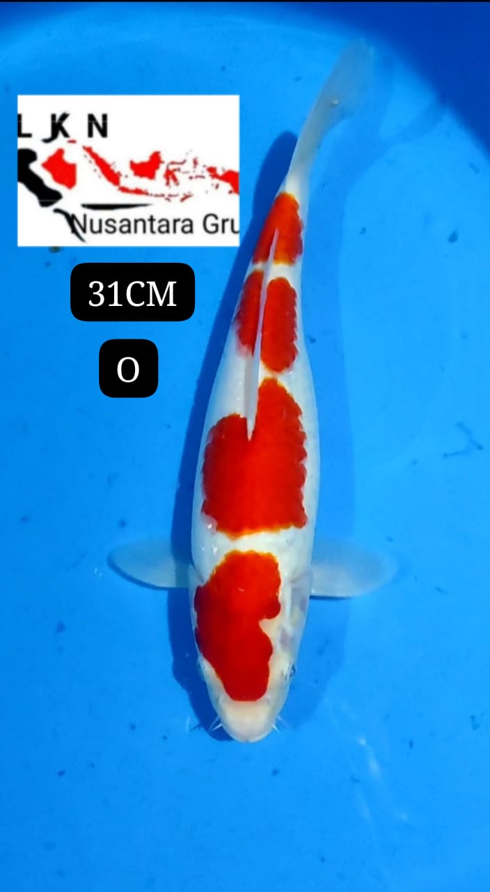 KOHAKU ISTIMEWA MERAH STRONG IKAN TITIPAN LOKASI IKAN DI BLITAR 31cm