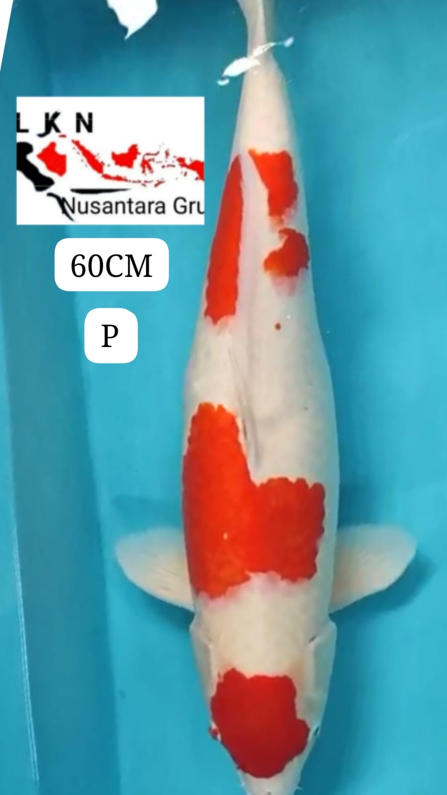 SUPER KOHAKU JUMBO ORIGINAL ISTIMEWA IKAN TITIPAN LOKASI DI BLITAR 60cm