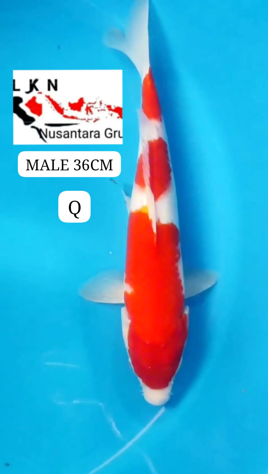 KOHAKU ORIGINAL MALE IKAN TITIPAN LOKASI DI BLITAR 36cm