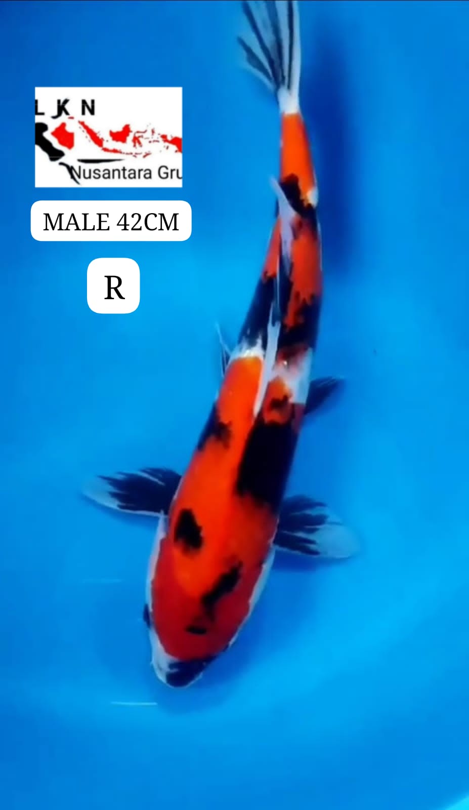 SHOWA ORIGINAL ISTIMEWA IKAN TITIPAN LOKASI DI BLITAR 42cm