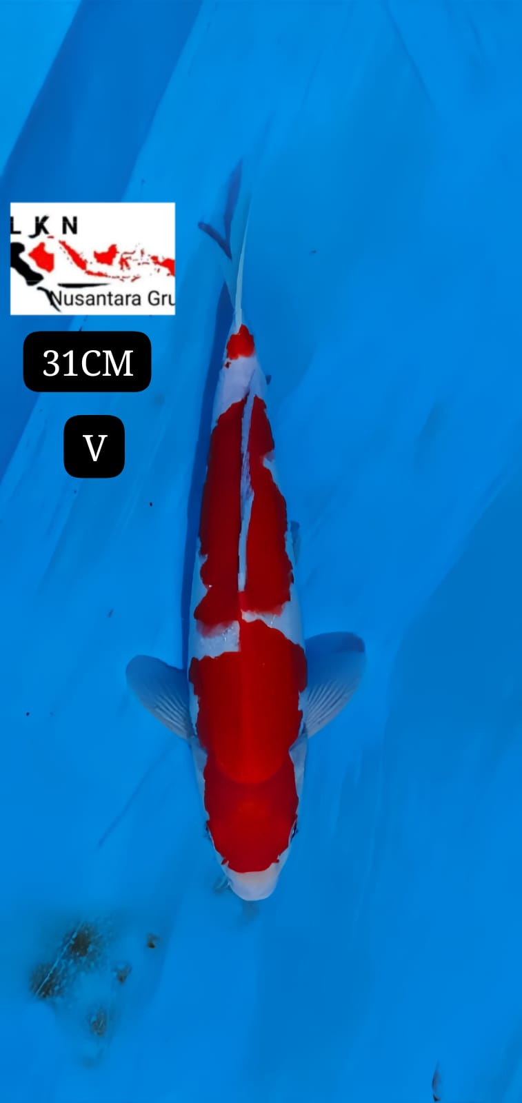 SUPER KOHAKU ORIGINAL ISTIMEWA IKAN TITIPAN LOKASI DI BLITAR 31cm