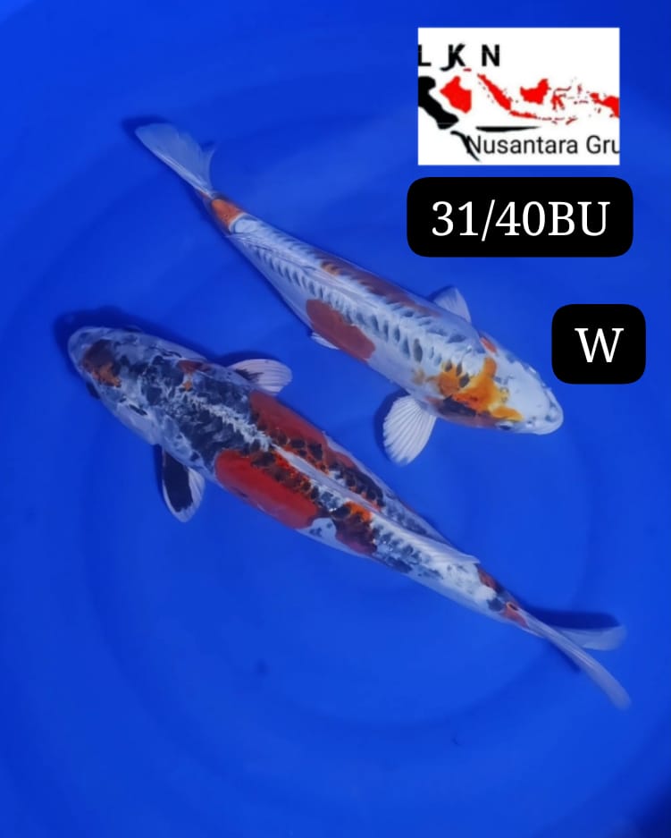 PKT 2 EKOR KAWARIMONO KOI ANTIK IKAN TITIPAN DI LOKASI BLITAR 3139cm