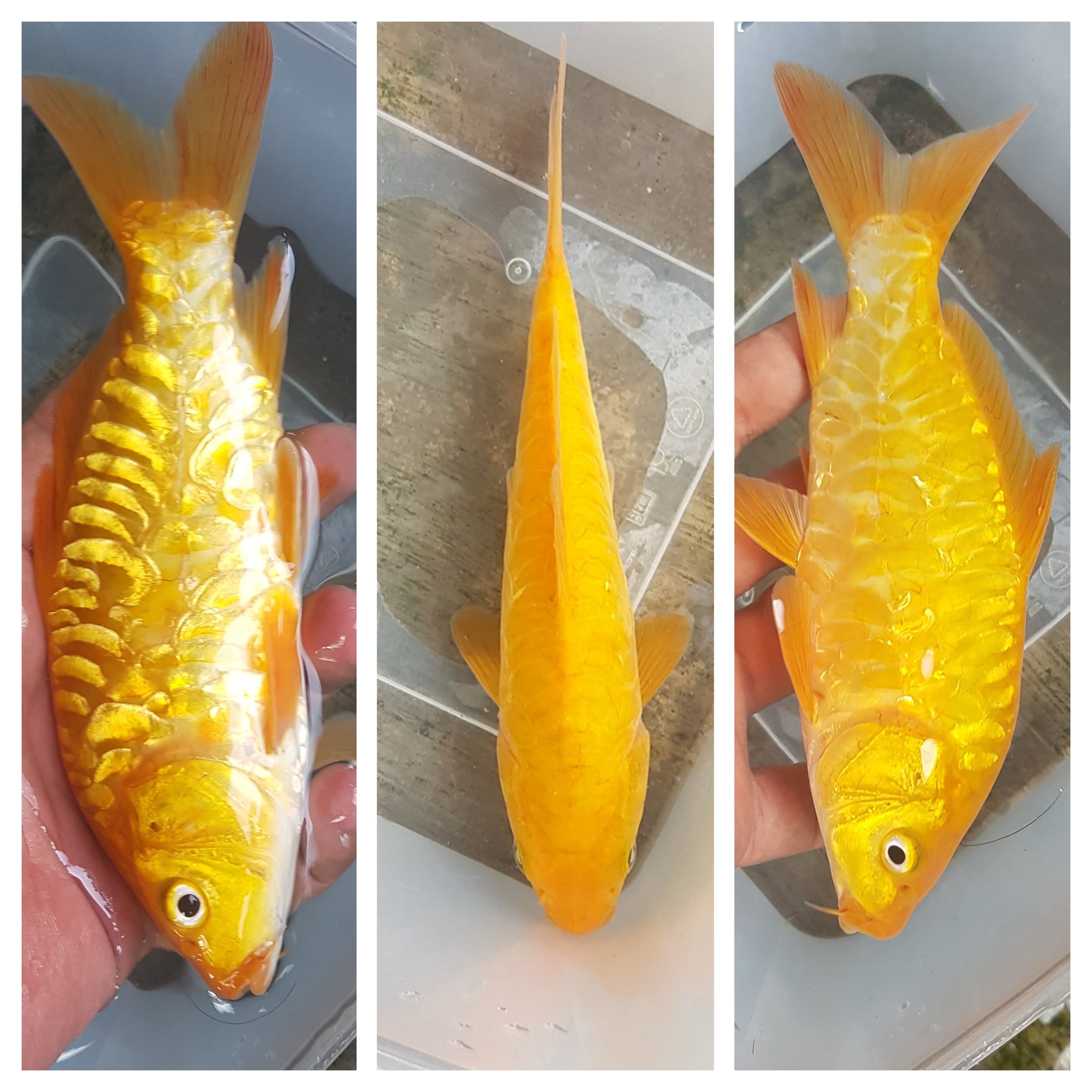 KARASI LEMON ARAGOKE FULL KANANKIRI LIMITED EDITION 18cm