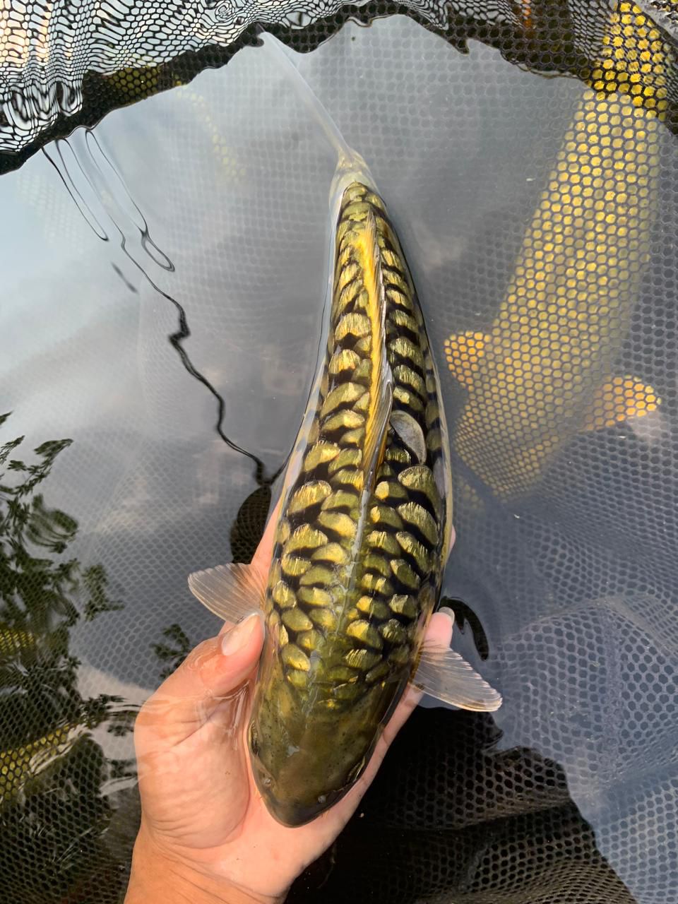 ARAGOKE GINRIN SIRIP EKOR BAWAH GAADA 34cm