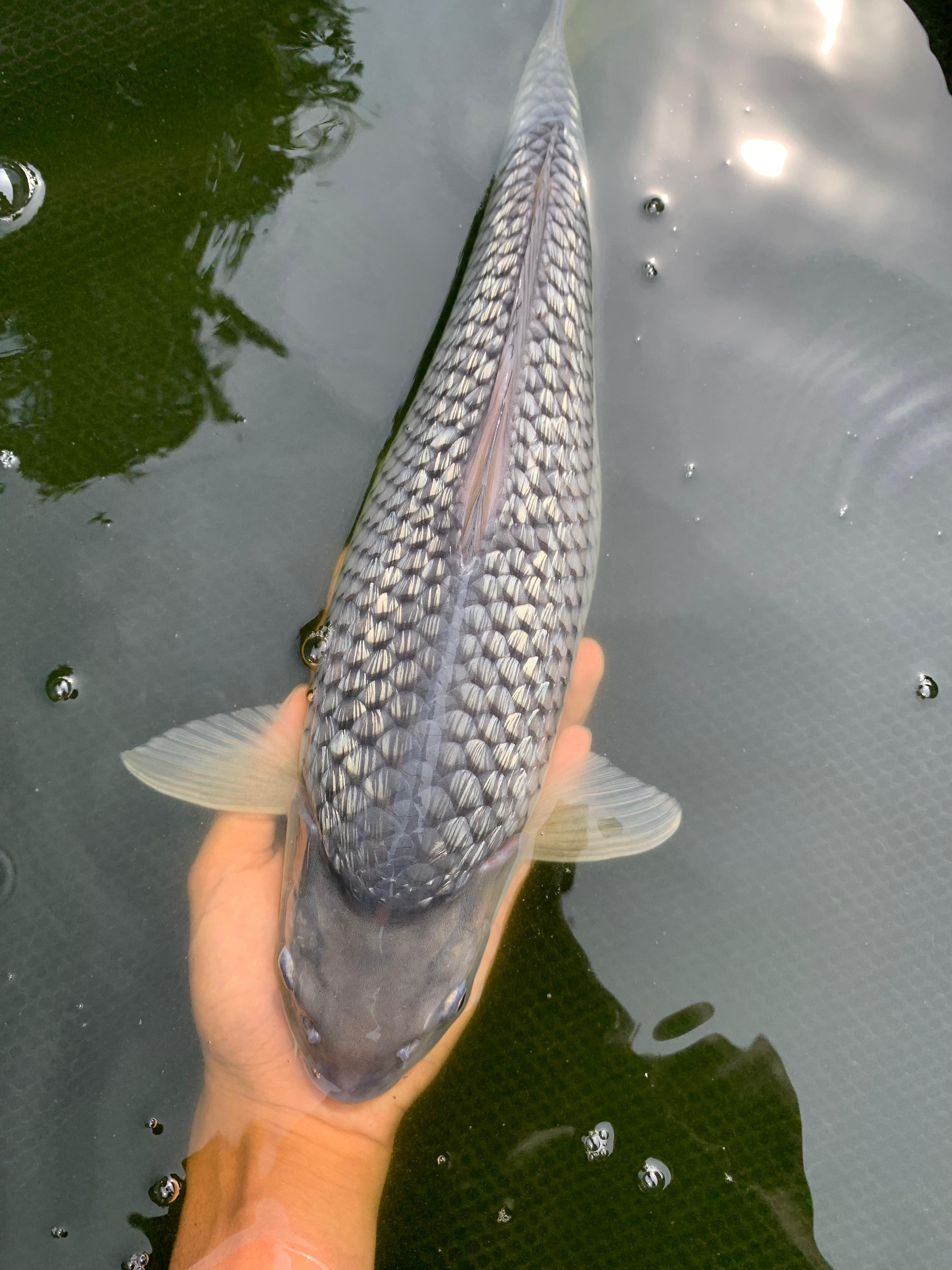 SORAGOI GINRIND DIAMOND 45cm