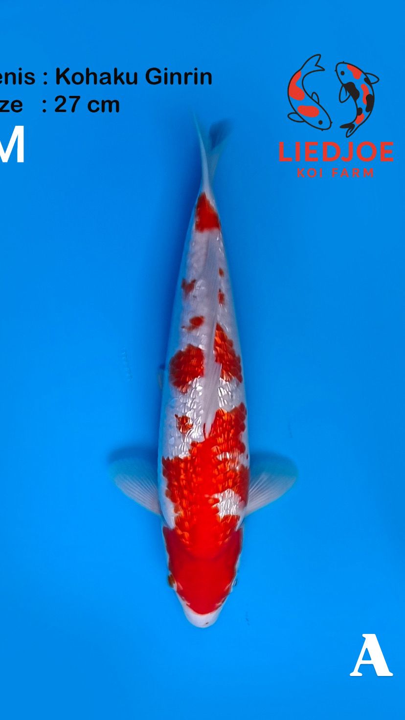 KOHAKU GINRIN 27cm
