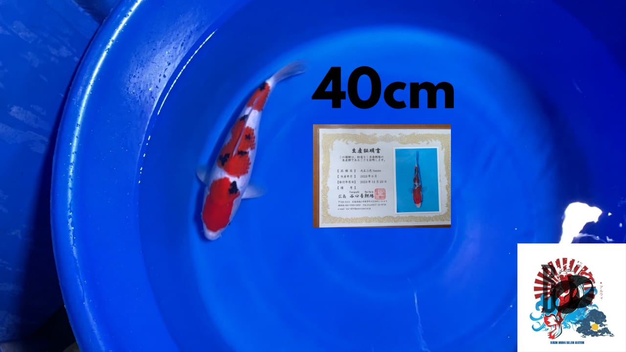 SANKE TANIGUCHI 40cm
