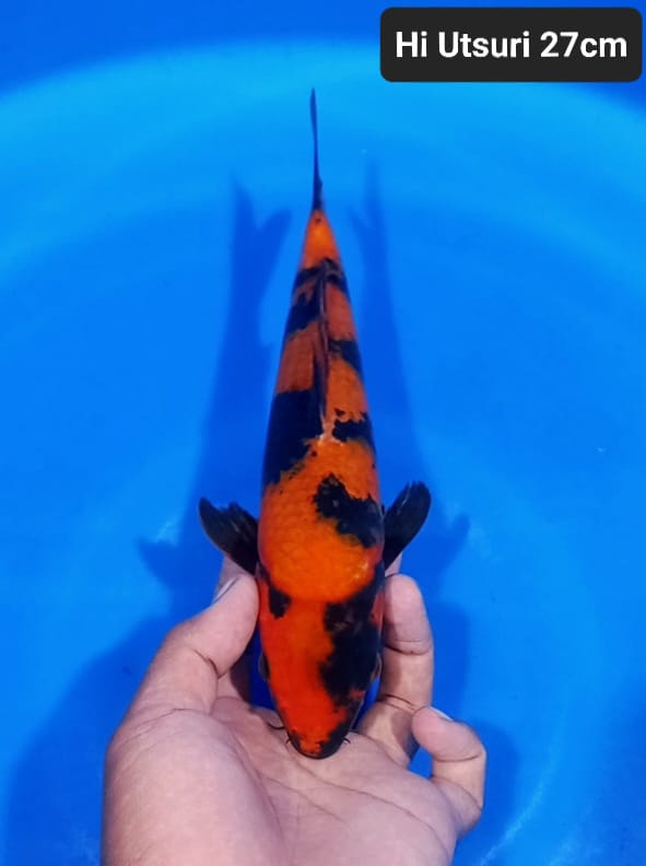 HI UTSURI TEMBUS 27cm