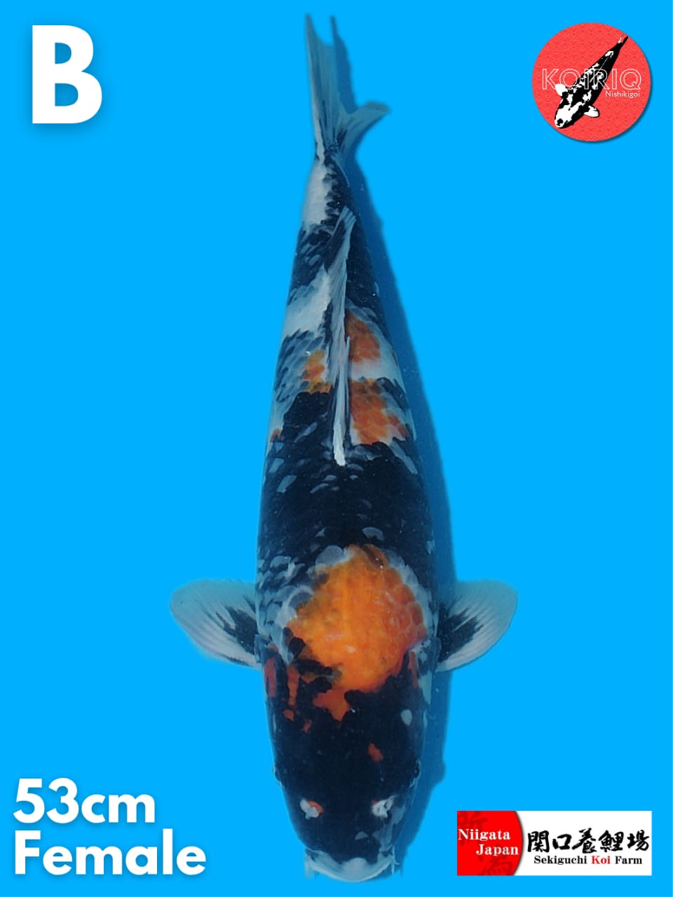 SHOWA IMPORT SEKIGUCHI KOI FARM FEMALE 53cm