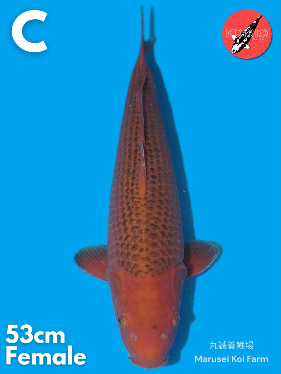 AKAMATSUBA IMPORT MARUSEI KOI FARM FEMALE 53cm