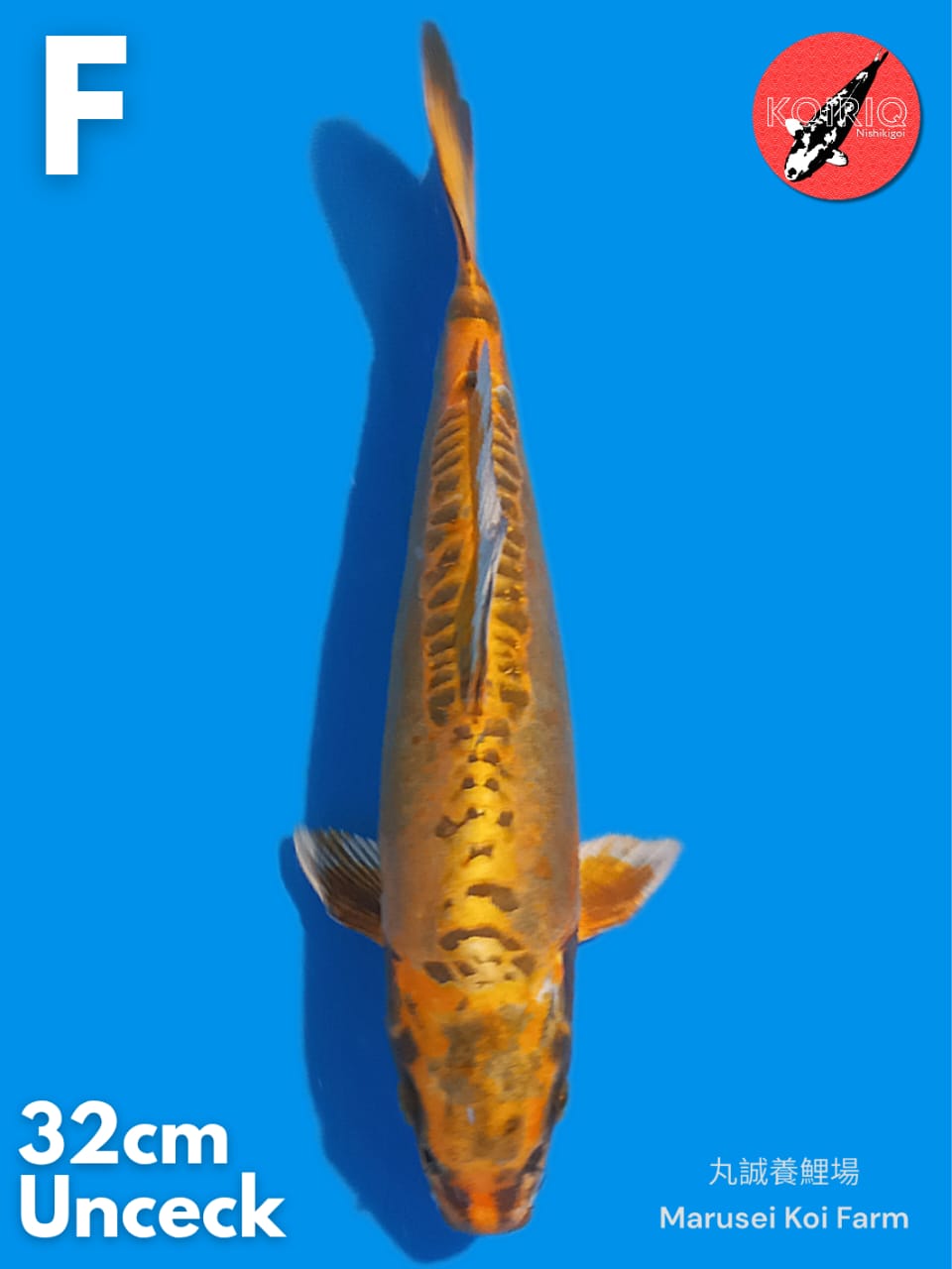 KIN KIKOKURYU IMPORT MARUSEI KOI FARM 32cm