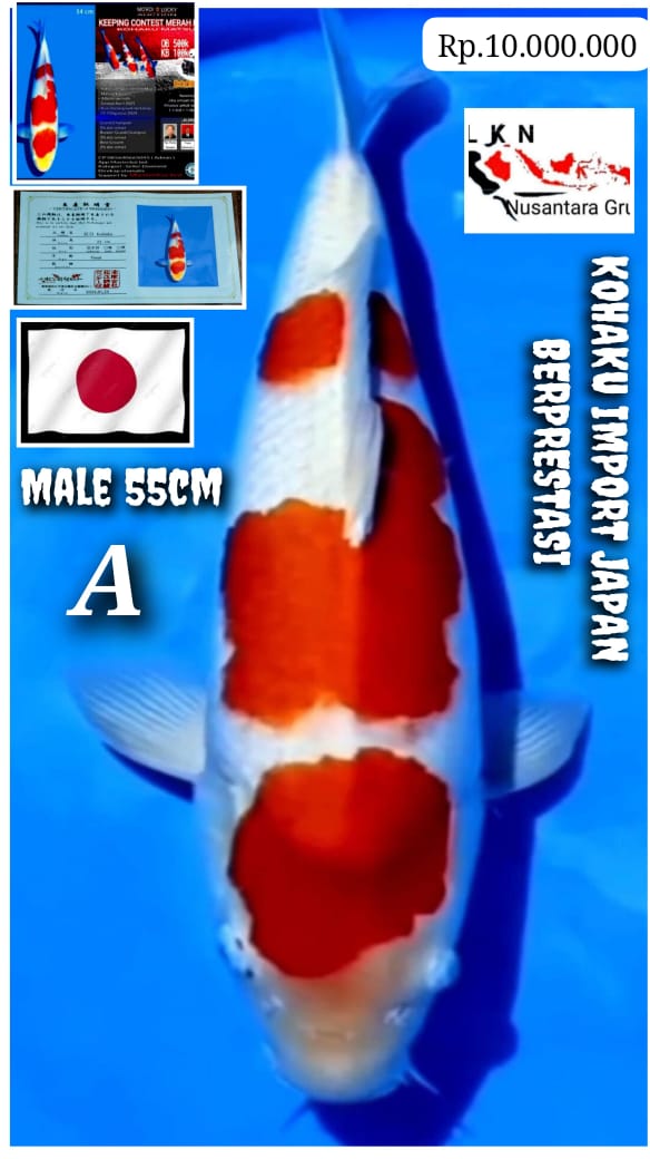 KOHAKU MALE IMPORT JAPAN MATSUE JUARA 2 KC MERAH PUTIH ISTIMEWA IKAN KELAS SULTAN IKAN TITIPAN DR LOKASI CIKARANG 55cm