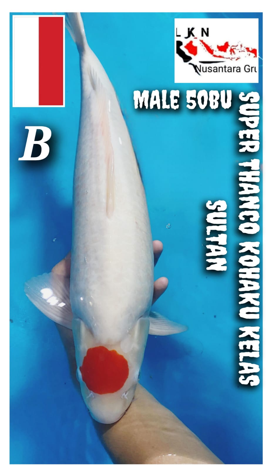 SUPER THANCO KOHAKU MALE JUMBO ISTIMEWA IKAN TITIPAN DR LOKASI KARAWANG 50BU 48cm