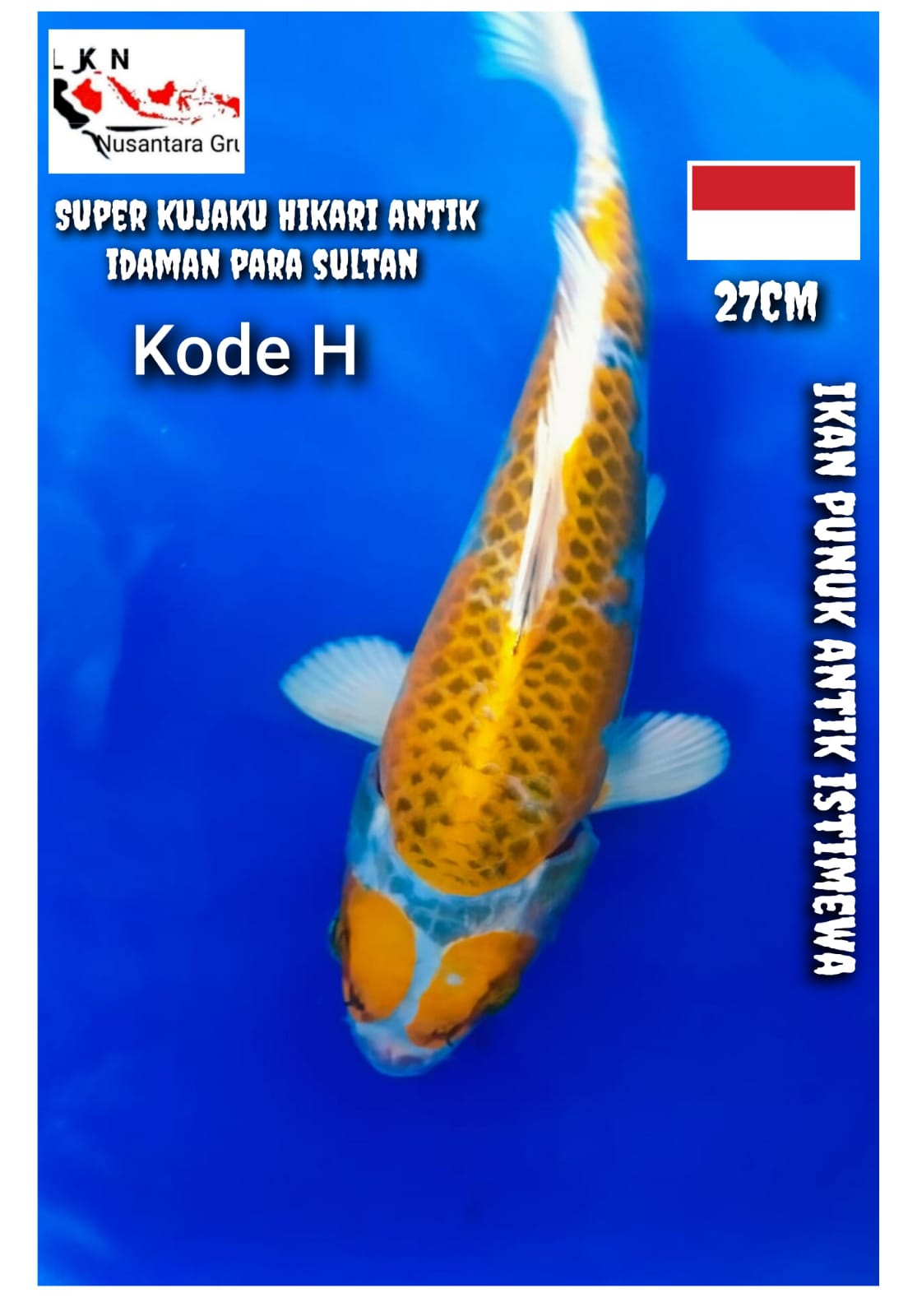 SUPER KUJAKU KUNING HIKARI MOYOMONO ISTIMEWA IKAN KOLEKSI NYA PARA SULTAN IKAN LOKASI DI BOJONEGORO 27cm