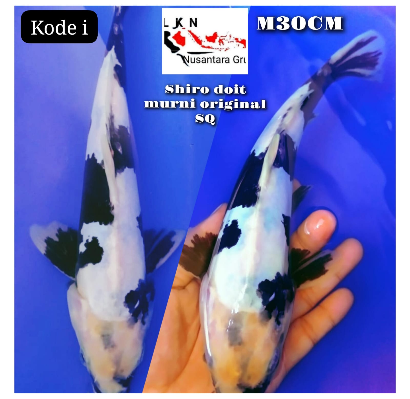 SUPER SHIRO DOIT MURNI ORIGINAL SQ CALON JOS LOKASI IKAN DU BOJONEGORO 30cm