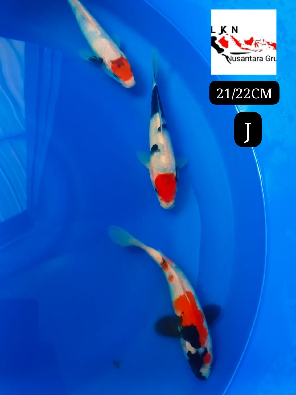 PKT SUPERAN TC SHOWA SHOWA 3 EKOR ALL MALE ISTIMEWA CALON POTENSI BESAR KEDEPAN LOKASI IKAN DU BOJONEGORO 2122cm