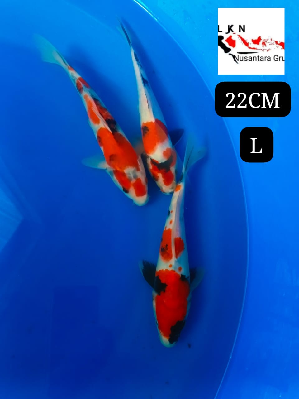 SUPER 3 EKOR SHOWA ORIGINAL CALON POTENSI BESAR KEDEPAN LOKASI IKAN DI BOJONEGORO 22cm