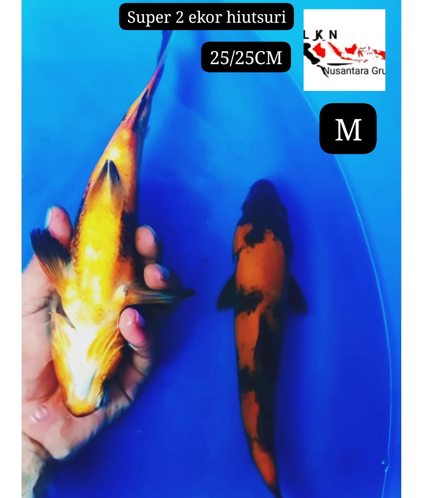 SUPER 2 EKOR HIUTURI TEMBUS PERUT ISTIMEWA LOKASI IKAN DI BOJONEGORO 2525cm