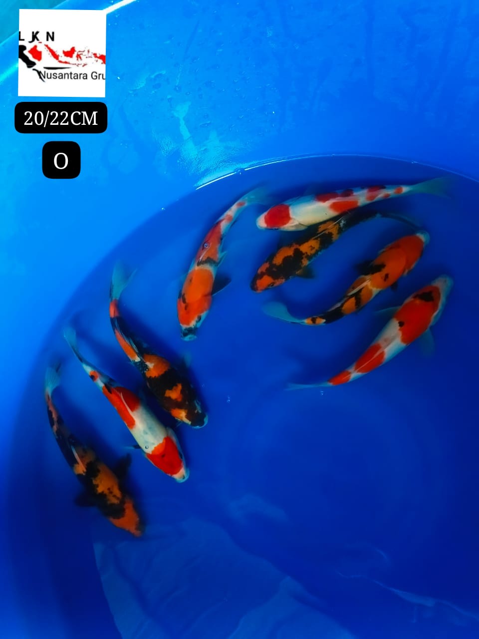 PKT SUPERAN SHOWA 8 EKOR CALON CALON POTENSI BESAR KEDEPAN BAHAN KEPPING ISTIMEWA LOKASI IKAN DI BOJONEGORO 2022cm