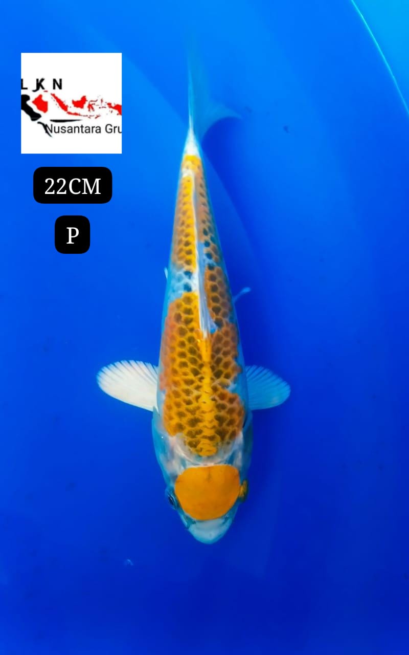 SUPER MARUTEN KUJAKU KUNING ANTIQUEN ISTIMEWA IKAN LOKASI BOJONEGORO 22cm