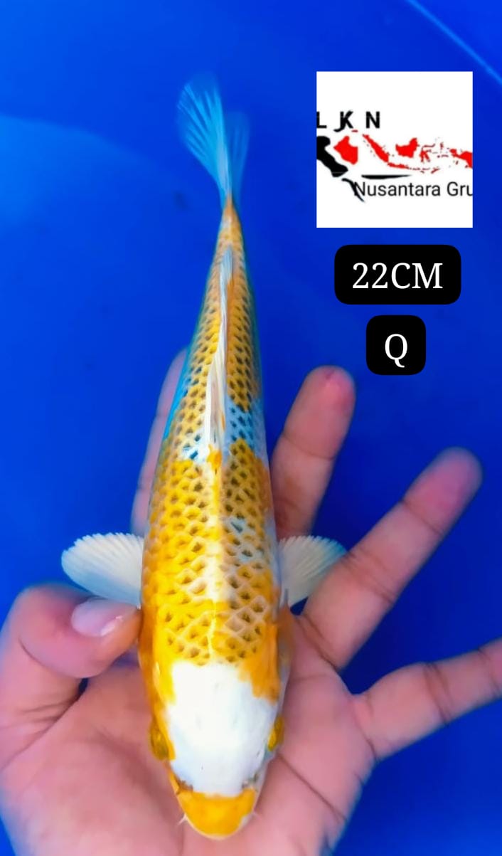 SUPER KUJAKU KUNING HIKARIMOYOMONO ISTIMEWA LOKASI IKAN DI BOJONEGORO 22cm
