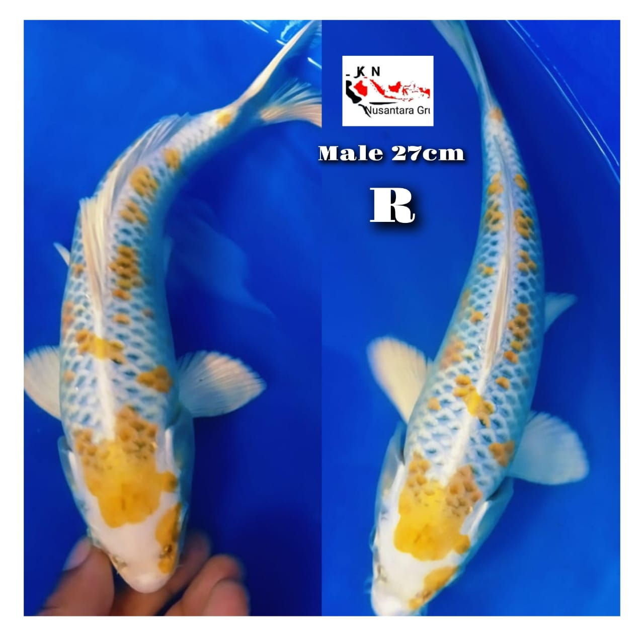SUPER KUJAKU HIKARI KUNING MALE ISTIMEWA LOKASI IKAN DI BOJONEGORO 27cm