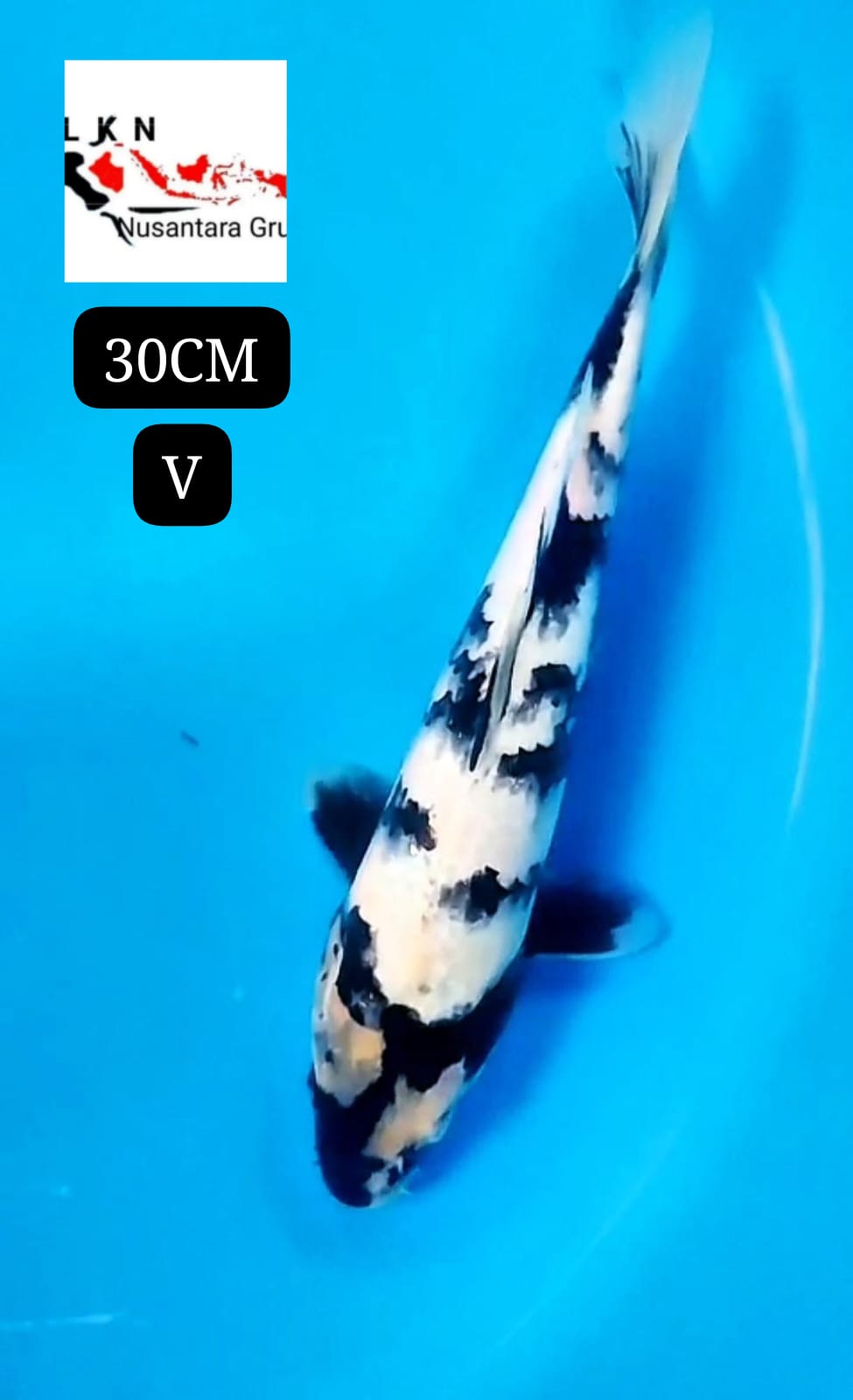 SHIRO UTSURI ISTIMEWA CALON JOS IKAN TITIPAN LOKASI BLITAR 30cm