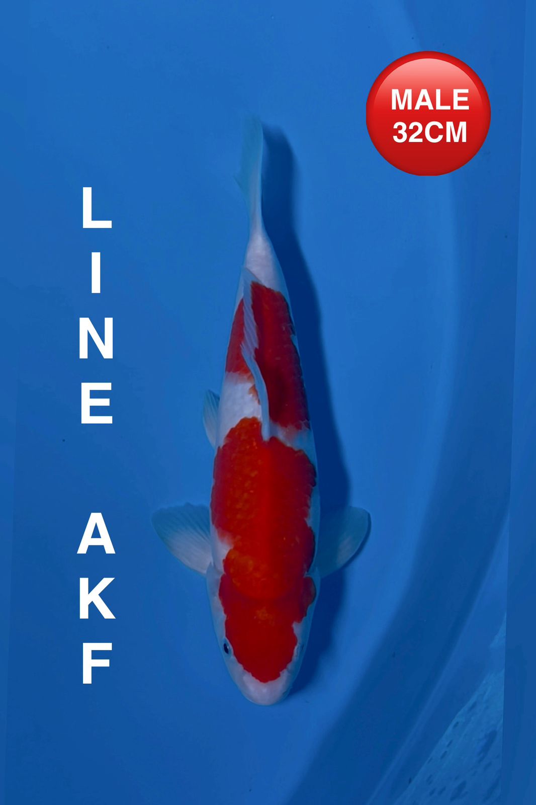 KOHAKU LINE AKF 32cm