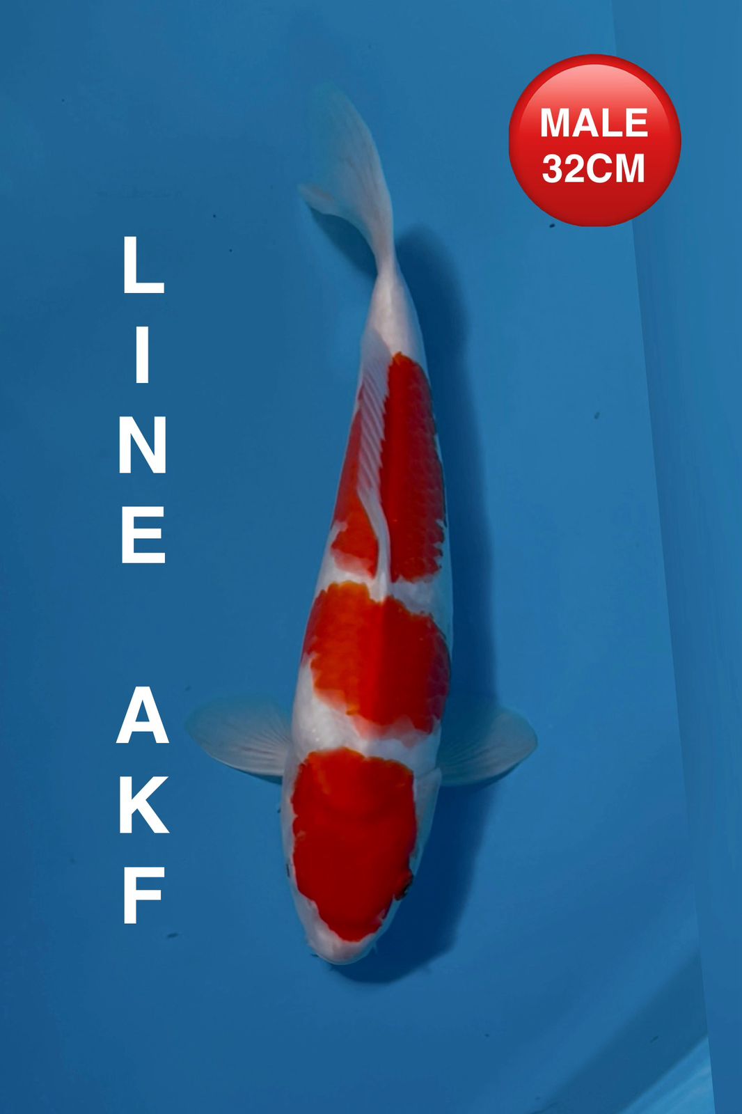 KOHAKU LINE AKF 32cm