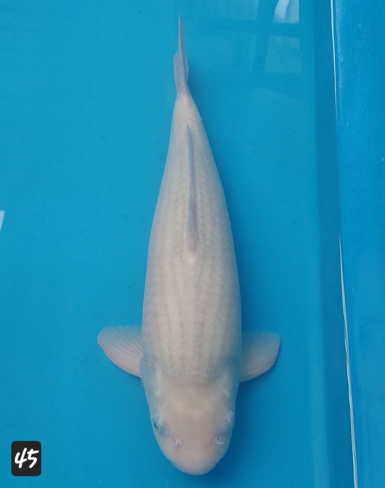 SORAGOI BERSIH PUNUK KKF PRODUCT 45cm