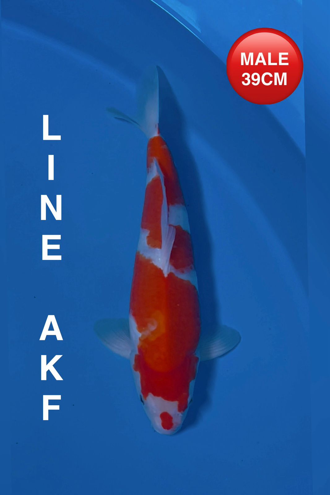 KOHAKU LINE AKF 39cm