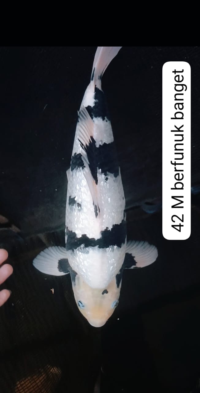 SHIRO GINRIN SUPER GUANTENG POOLL PUNUK BANGET 42cm