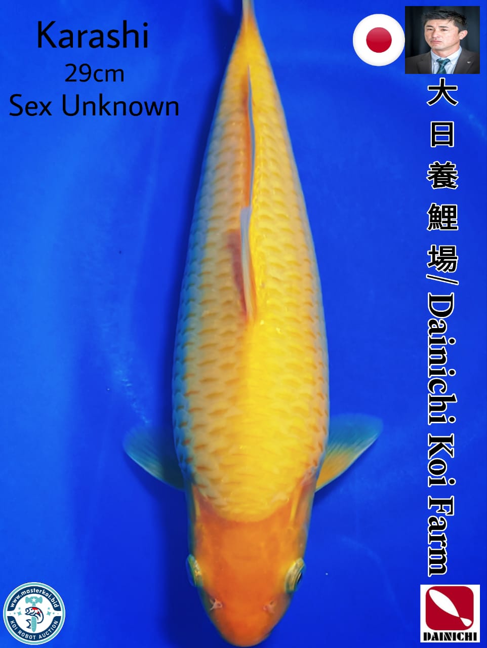 SUPERB SHOW QUALITY KARASHI IMPORT FROM DAINICHI KOI FARM 29cm