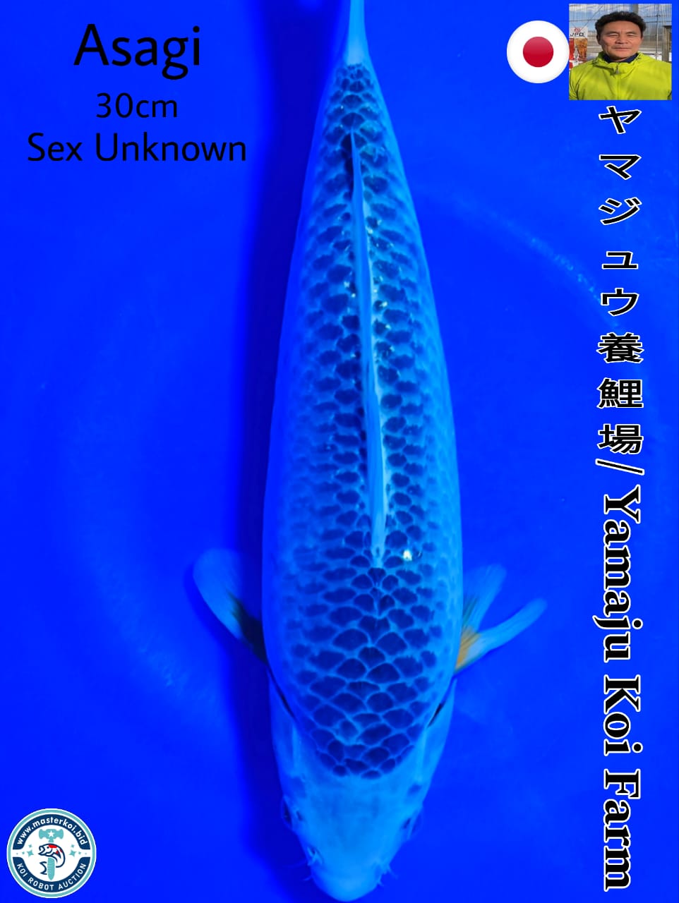 SUPERB HIGH QUALITY ASAGI IMPORT FROM YAMAJU KOI FARM 30cm