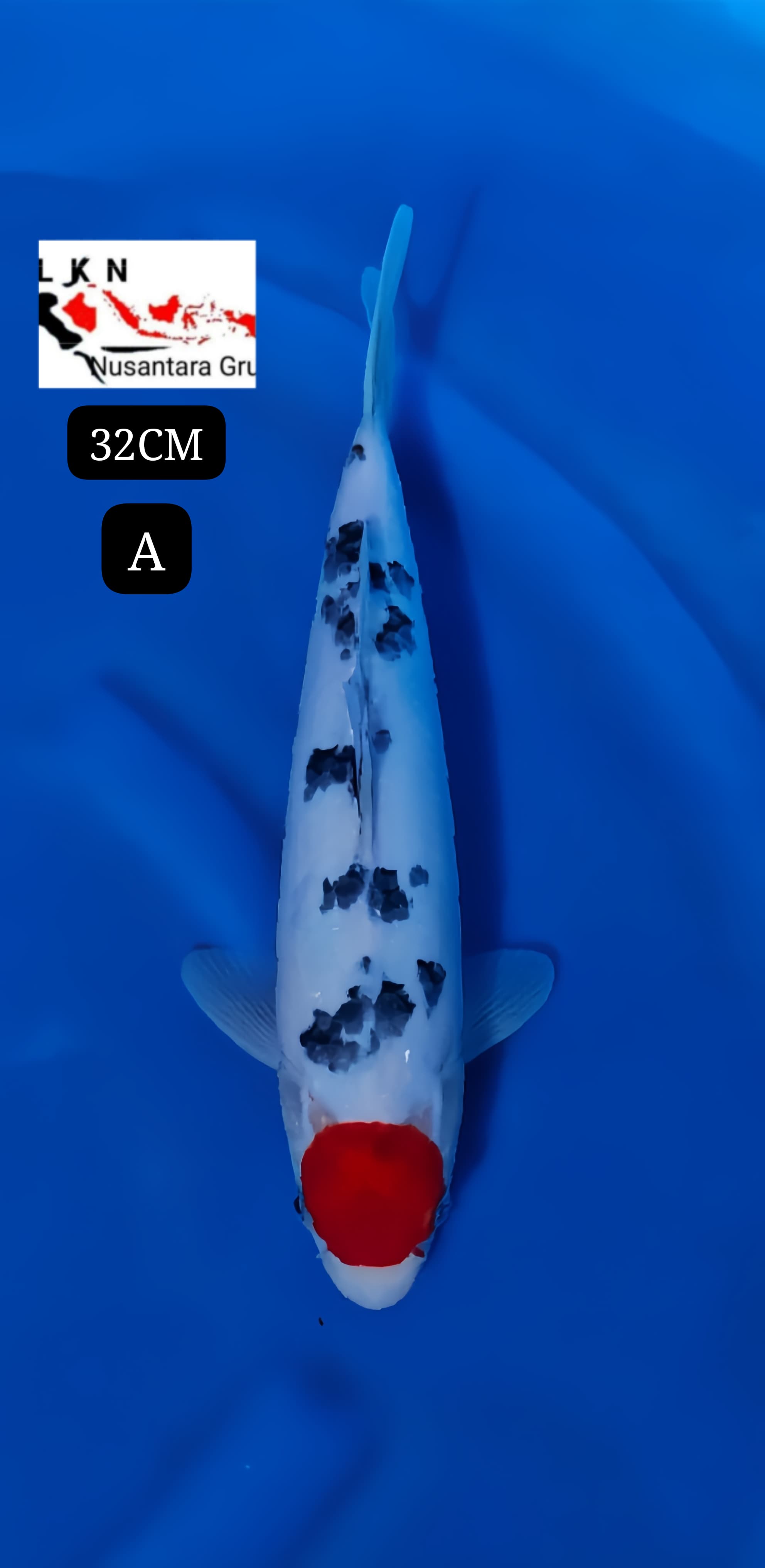 THANCO SHANKE ORIGINAL CALON BAKAT JUMBO IKAN TITIPAN LOKASI DI BLITAR 32cm