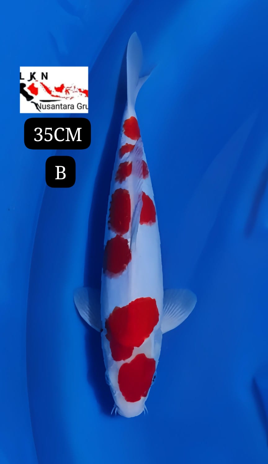 KOHAKU JOS SQ ORIGINAL ISTIMEWA IKAN TITIPAN LOKASI DI BLITAR 35cm