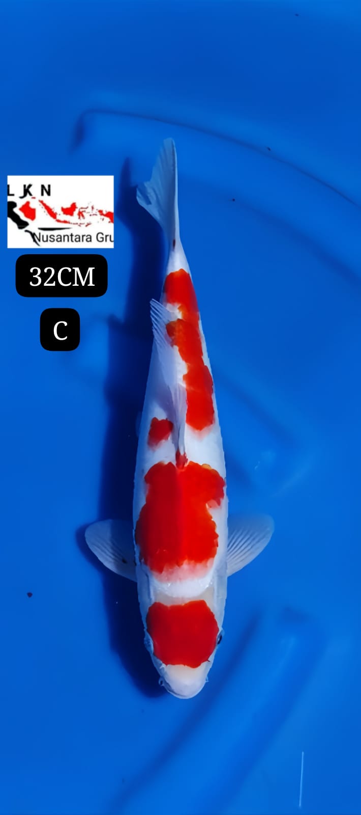 MARUTEN KOHAKU JOS MERAH STRONG IKAN TITIPAN LOKASI IKAN DI BLITAR 32cm