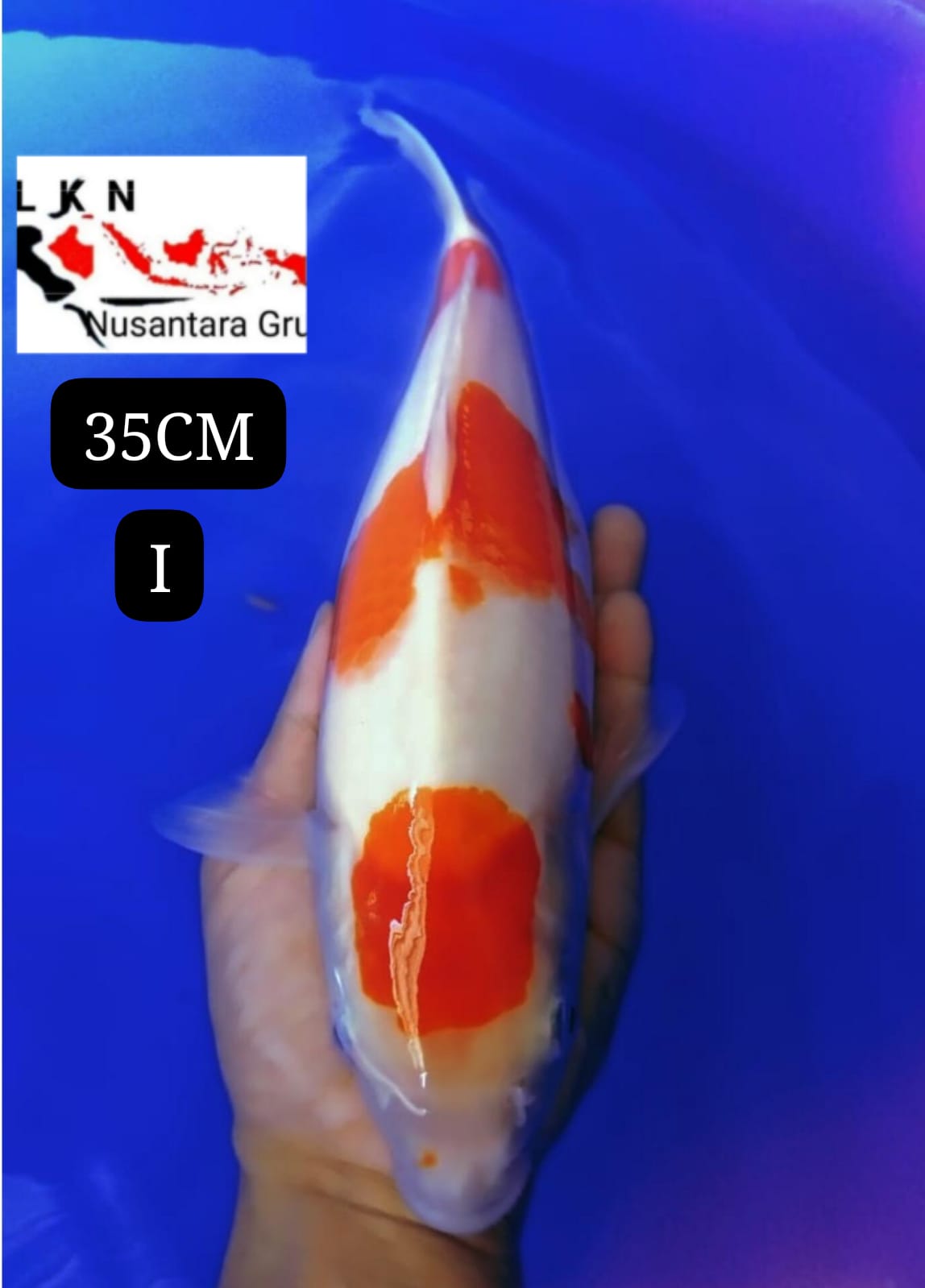 SUPER KOHAKU ORIGINAL BODYBULKY IKAN LOKASI DI BOJONEGORO 35cm