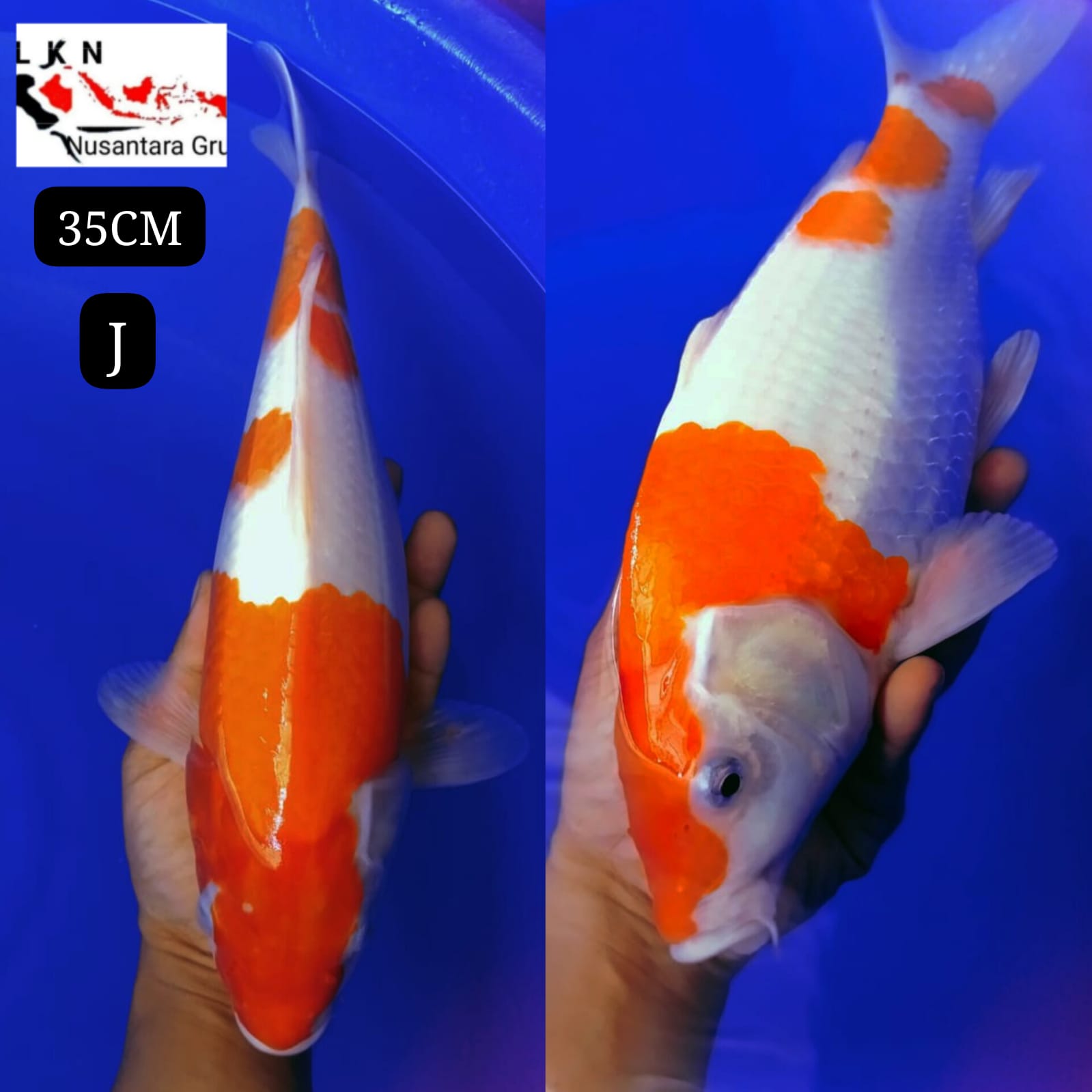 SUPER KOHAKU PUONUK ORIGINAL BODYBULKY IKAN LOKASI DI BOJONEGORO 35cm