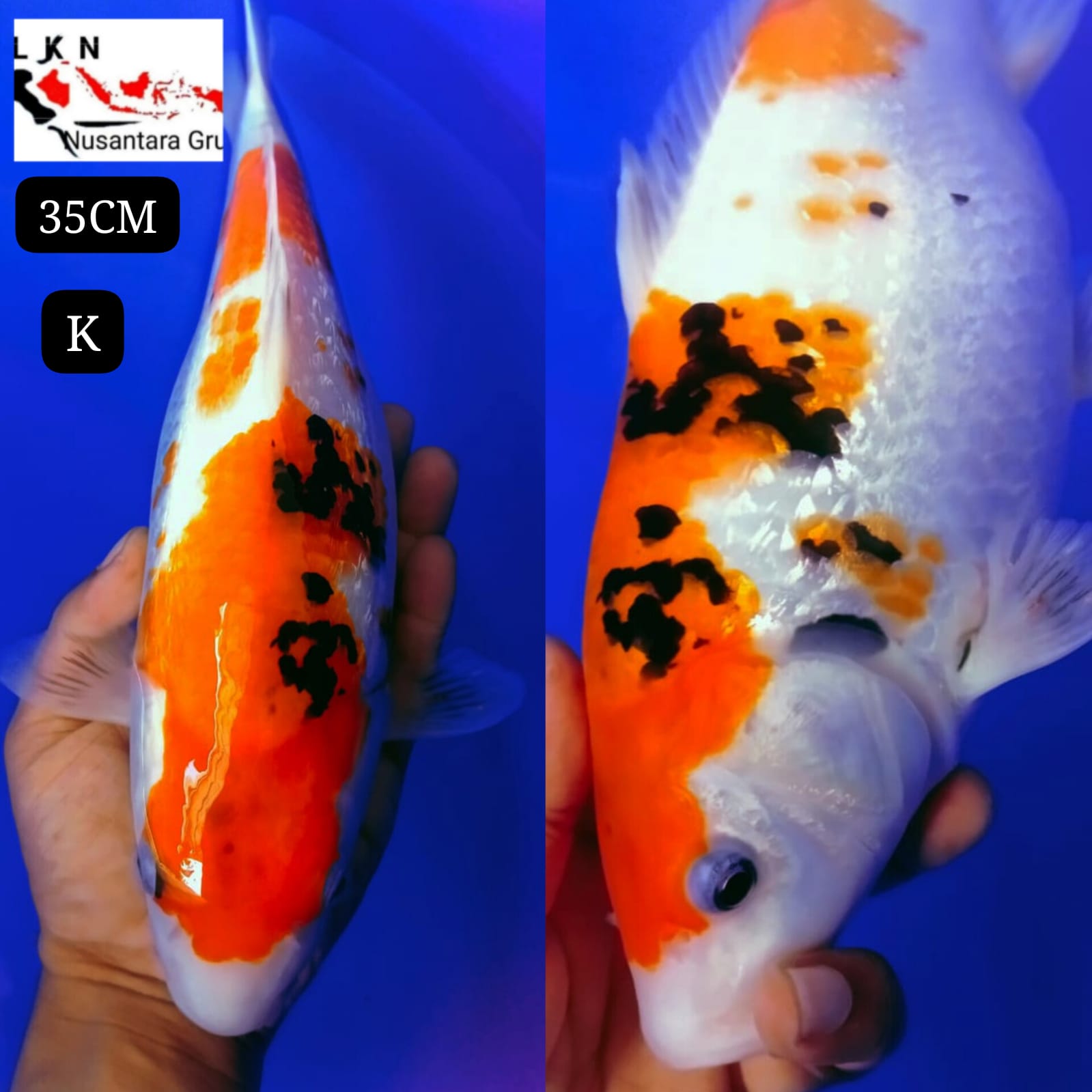 SUPER SHOWA GININ PUONUK ORIGINAL BODYBULKY IKAN LOKASI DI BOJONEGORO 35cm