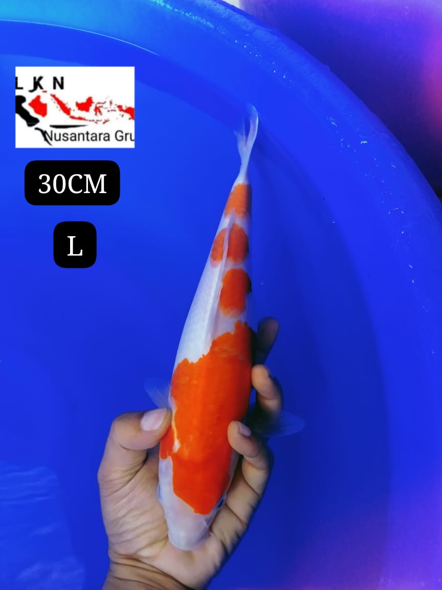 SUPER KOHAKU ORIGINAL IKAN LOKASI DI BOJONEGORO 30cm