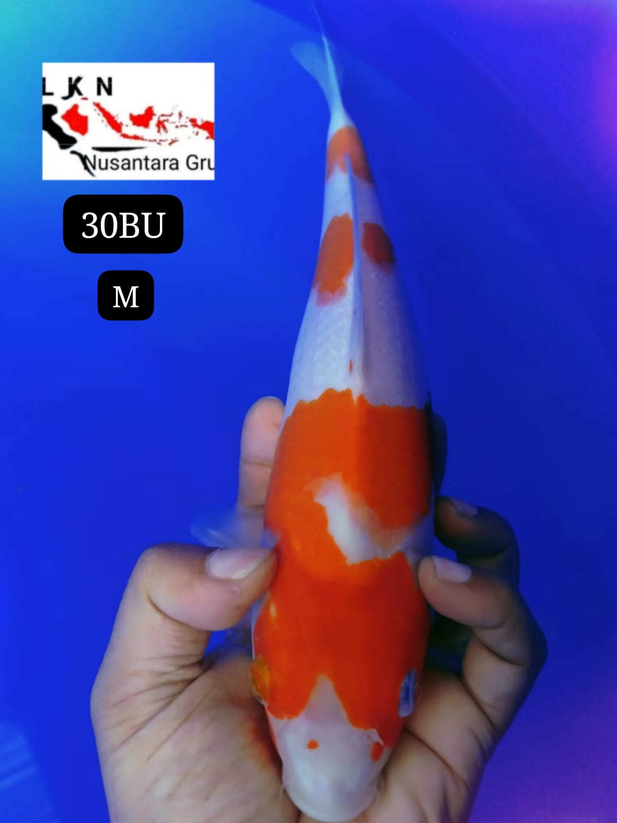 SUPER KOHAKU ORIGINAL IKAN LOKASI DI BOJONEGORO 30BU 39cm