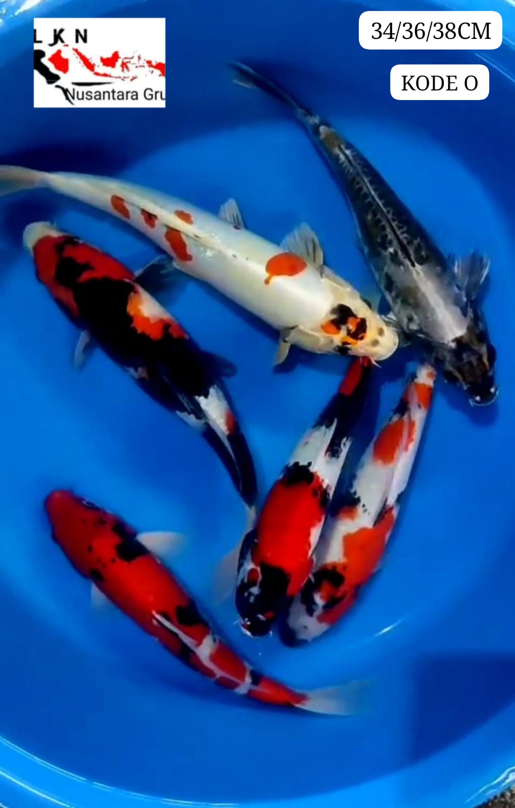 PKT 6 EKOR ISTIMEWA IKAN TITIPAN LOKASI DI BLITAR 343638cm