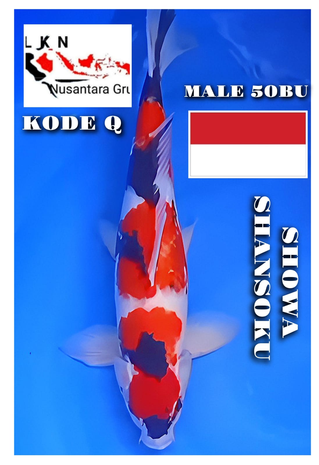 SHOWA SHANSOKU JUMBO ORIGINAL MALE ISTIMEWA IKAN LOKASI DI KARAWANG 50BU 49cm