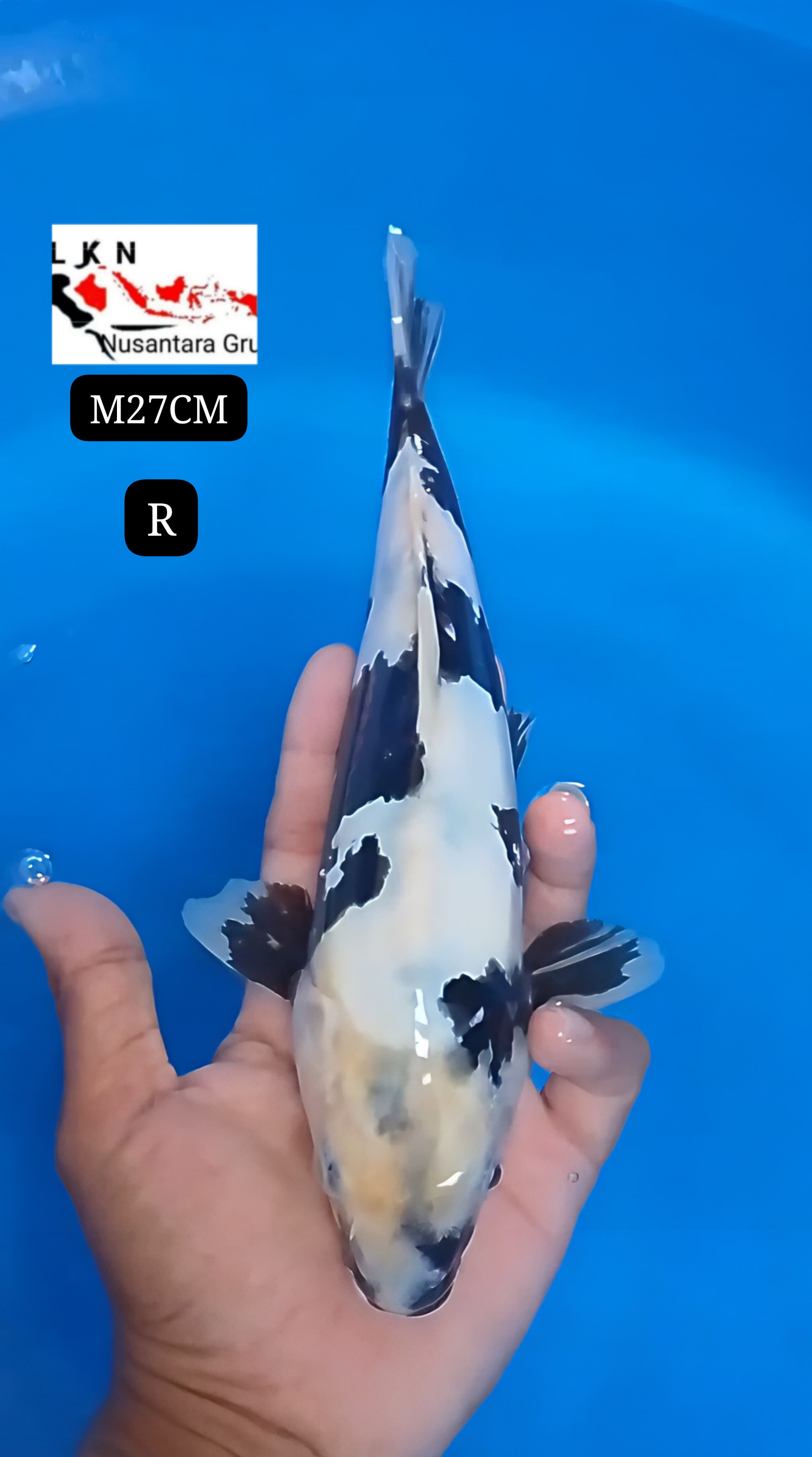 SUPER SHIRO DOIT CALON SQ ISTIMEWA ORIGINAL IKAN LOKASI DI BOJONEGORO 27cm