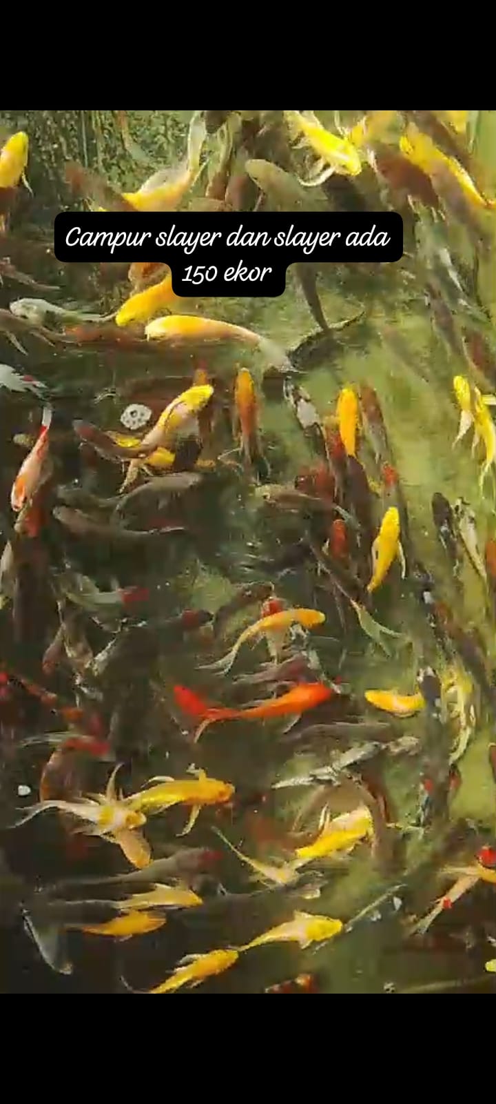 MIX BABY SLAYER NON SLAYER CAMPUR ADA 150 EKOR IKAN LOKASI DI BOJONEGORO 81015cm