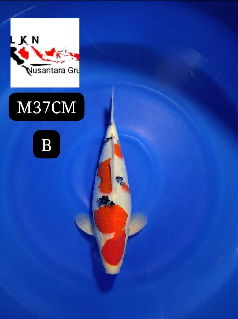 SHANKE ORIGINAL MALE ISTIMEWA BAKAT JUMBO IKAN TITIPAN DARI BLITAR 37cm