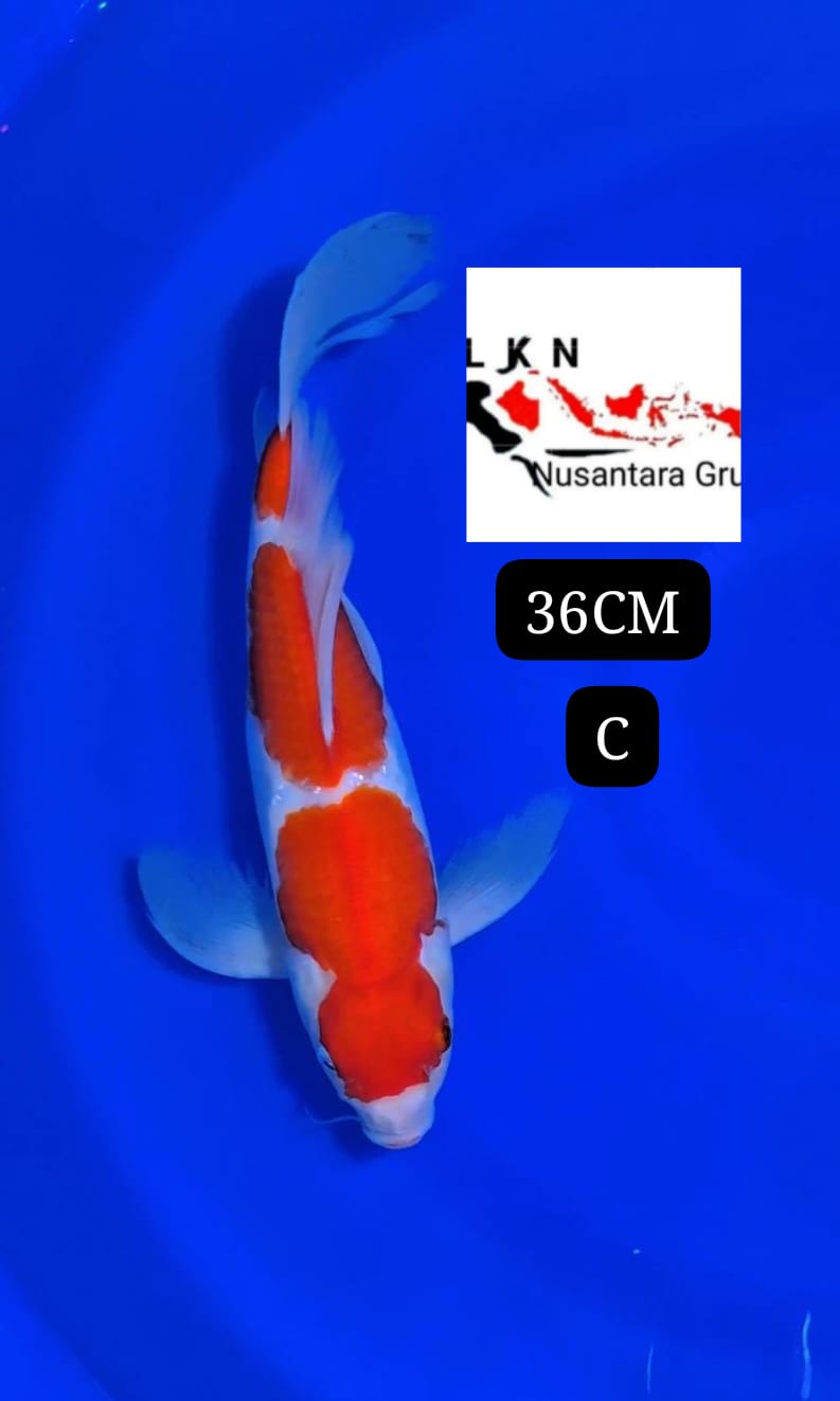 SLAYEER KOHAKU ORIGINAL ISTIMEWA BAKAT JUMBO IKAN TITIPAN DARI BLITAR 36cm