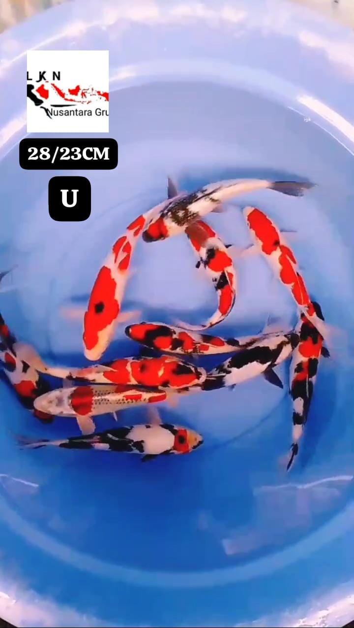 PKT SUPERAN MIX 11 EKOR CALON CALON SQ JOS LOKASI IKAN DI BOJONEGORO 2823cm